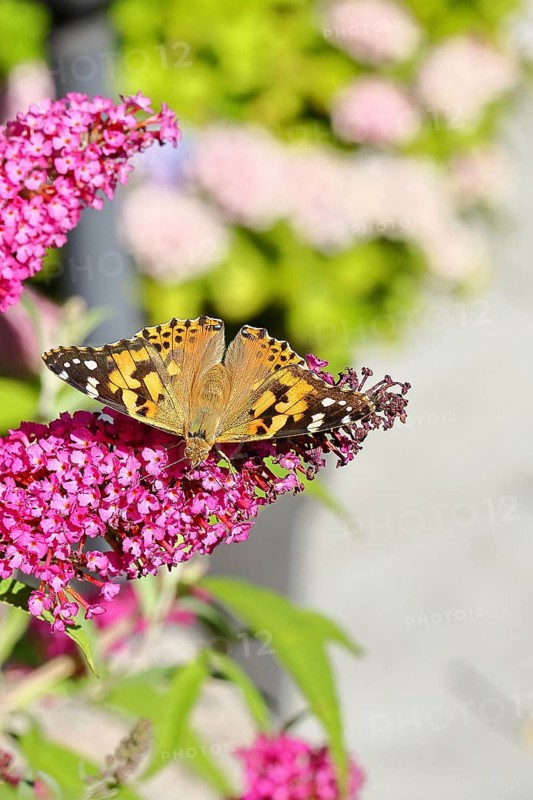 Thistle butterfly (Vanessa cardui) on a Buddleja davidii flower, Wilnsdorf, North Rhine-Westphalia, Germany