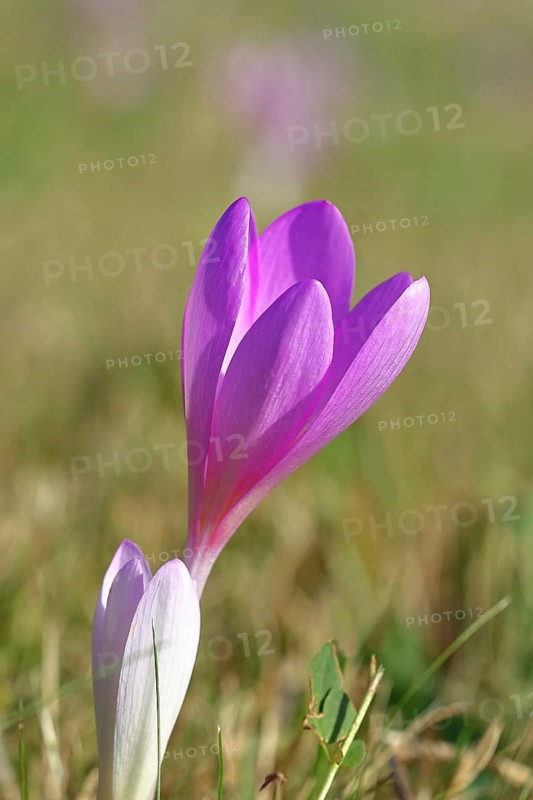 Autumn crocus (Colchicum autumnale), half-opened flowers in a meadow, endangered, protected poisonous plant species, native nature, wet meadow, autumn messenger, season, autumn, bulbous plant, poisonous plant, Wilnsdorf, North Rhine-Westphalia, Germany