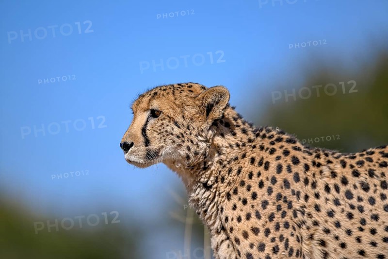 Cheetah (Acinonyx jubatus) at the Field Conservation Centre and Reserve of the Cheetah Conservation Fund (CCF), portrait, Elandsvreugde Farm, near Otjiwarongo, Otjozondjupa Region, Namibia