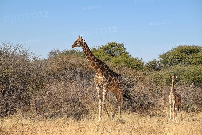 Angola giraffe (Giraffa camelopardalis angolensis) at the foot of the Waterberg, Otjozondjupa region, Namibia