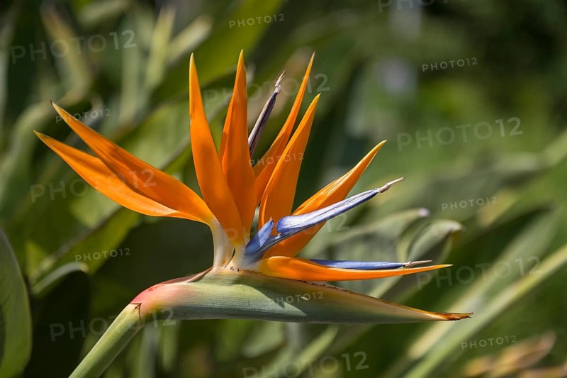 Bird of paradise flower, Strelitzia, single flower, close-up, Westphalia, North Rhine-Westphalia, Germany