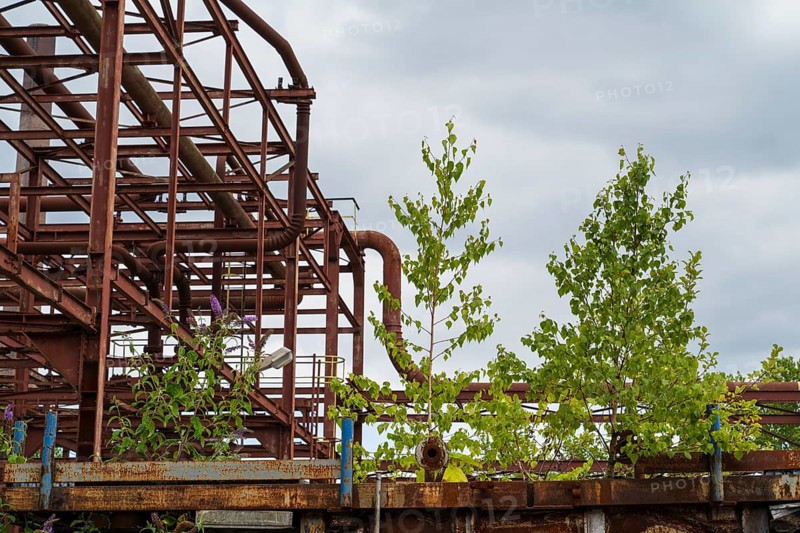 Birch trees next to pipe scaffolding, Zollverein coking plant, UNESCO World Heritage Site, Essen, Ruhr area, North Rhine-Westphalia, Germany