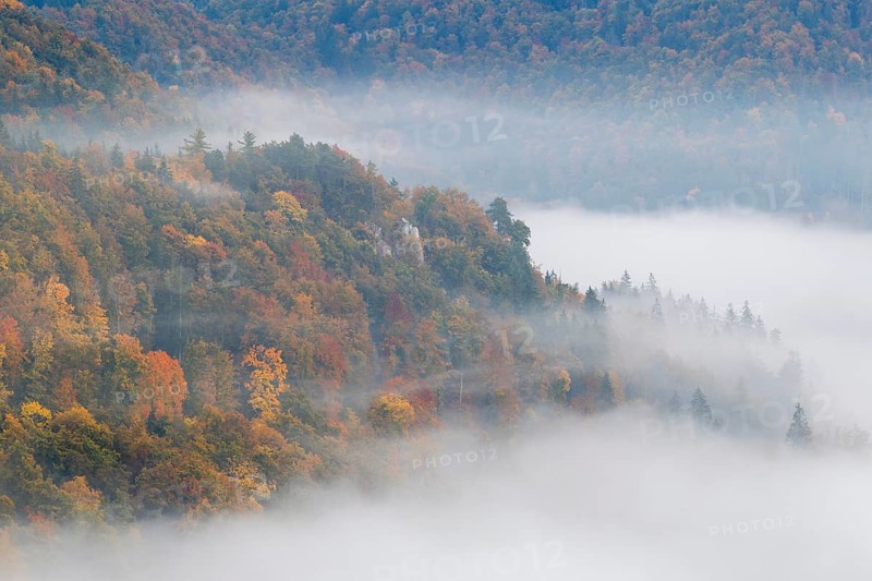 View from the Knopfmacherfels into the Danube valley, mixed forest, autumn colours, fog, autumn, Fridingen, Upper Danube nature park Park, Baden-Württemberg, Germany