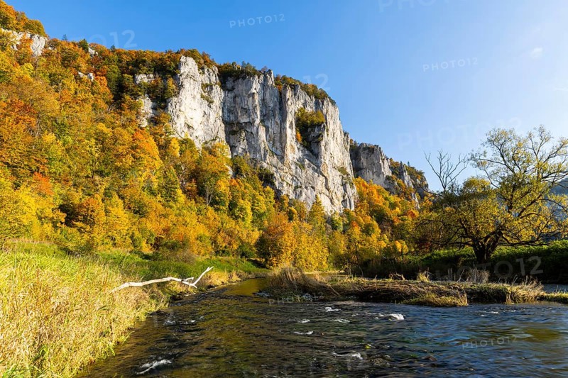 Rock face with mixed forest in autumn colours, limestone rock, Danube, autumn, Schaufelsen Donautal, Naturpark Obere Donau, Baden-Württemberg, Germany