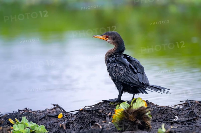 Reed Cormorant (Phalacrocorax africanus), juvenile bird on the shore, Mabamba Swamp, Lake Victoria, Uganda