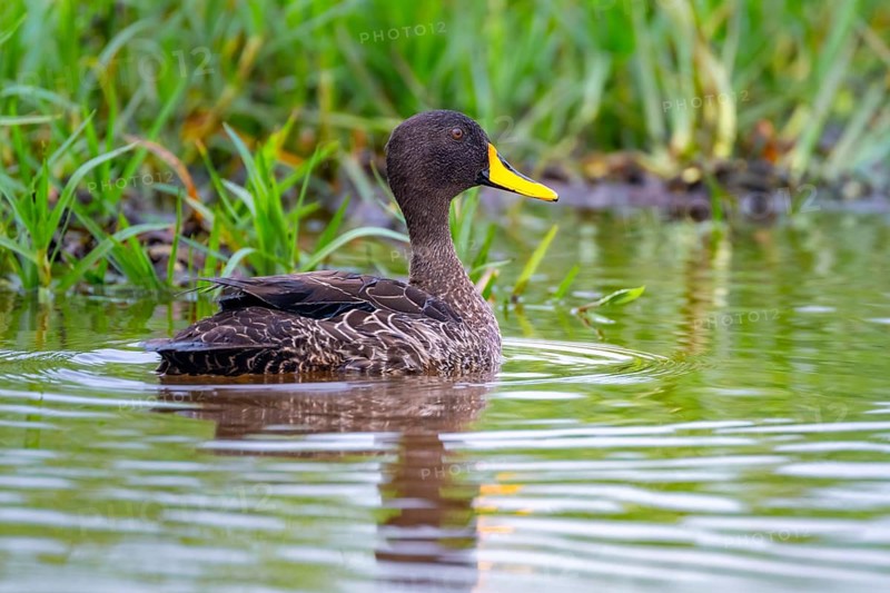 Yellow-billed duck (Anas undulata) swimming in the water, Mabamba Swamp, Lake Victoria, Uganda