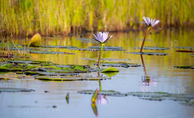 Flower of a water lily (Nymphaeaceae), Mabamba Swamp, Lake Victoria, Uganda