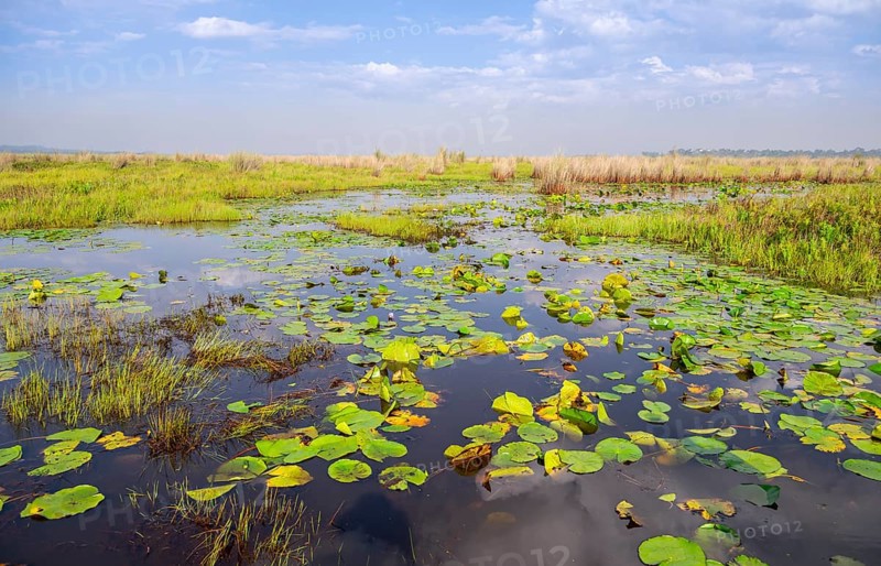 Water lilies (Nymphaeaceae), landscape at Mabamba Swamp, Lake Victoria, Uganda