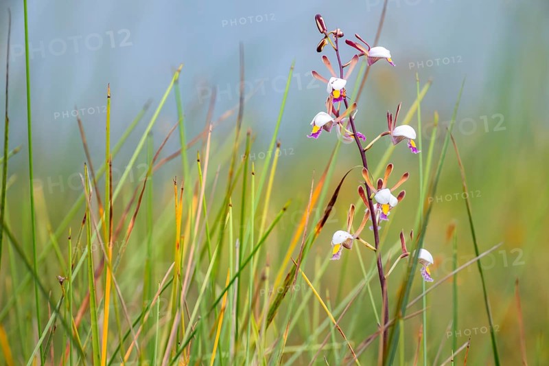 Orchid (Eulophia angolensis Rchb.f. Summerh.) in Mabamba Swamp, Lake Victoria, Uganda
