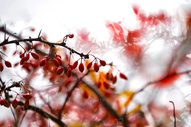 Barberry, autumn, Germany