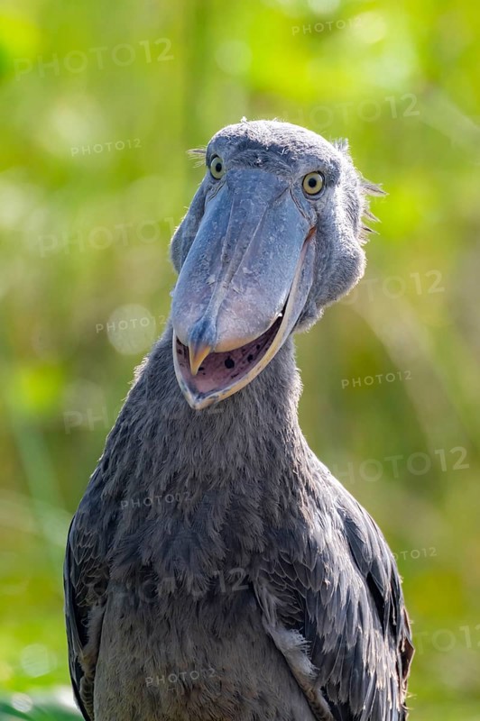 Funny animal portrait, shoebill (Balaeniceps rex) in the swamps of Mabamba, Lake Victoria, Uganda