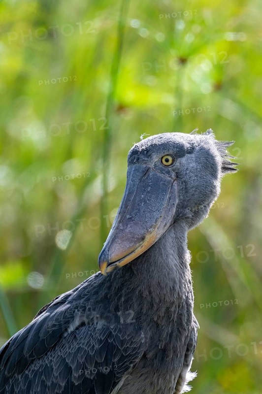 Animal portrait, Shoebill (Balaeniceps rex) in the swamps of Mabamba, Lake Victoria, Uganda