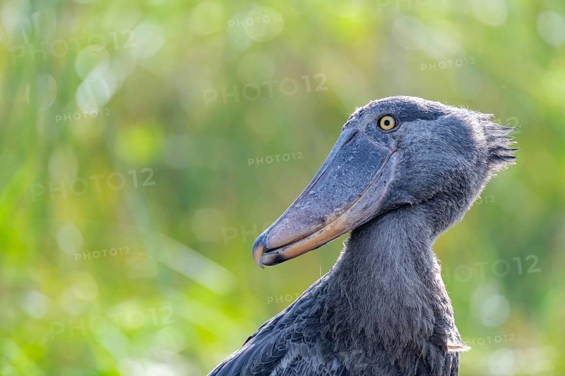 Shoebill (Balaeniceps rex) in the swamps of Mabamba, Lake Victoria, Uganda