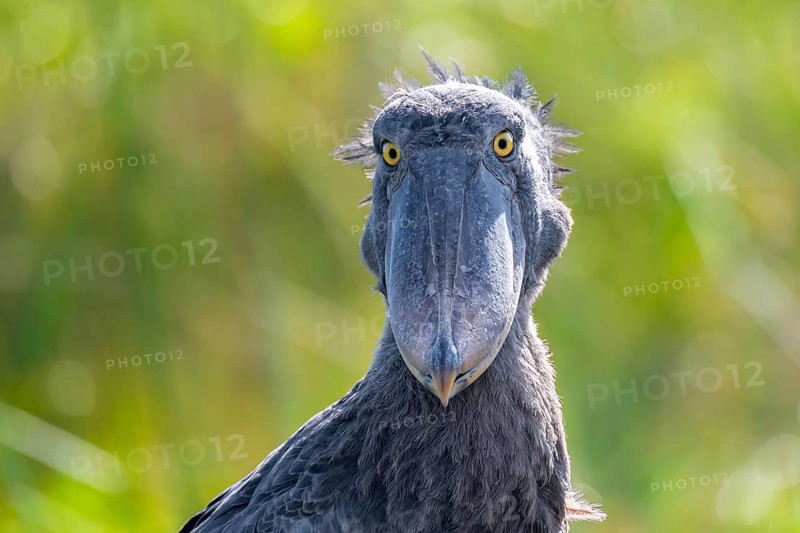 Funny animal portrait, shoebill (Balaeniceps rex) in the swamps of Mabamba, Lake Victoria, Uganda