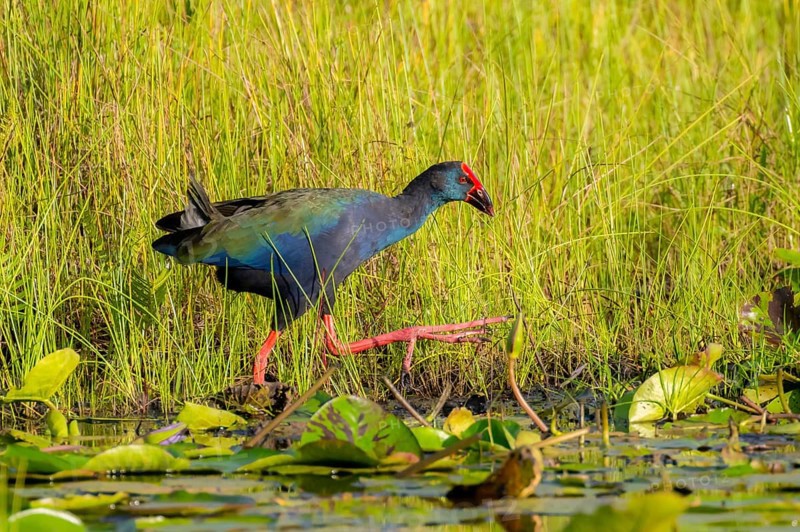 Emerald partridge (Porphyrio madagascariensis), walking on water lily pads, foraging, Mabamba Swamp, Lake Victoria, Uganda