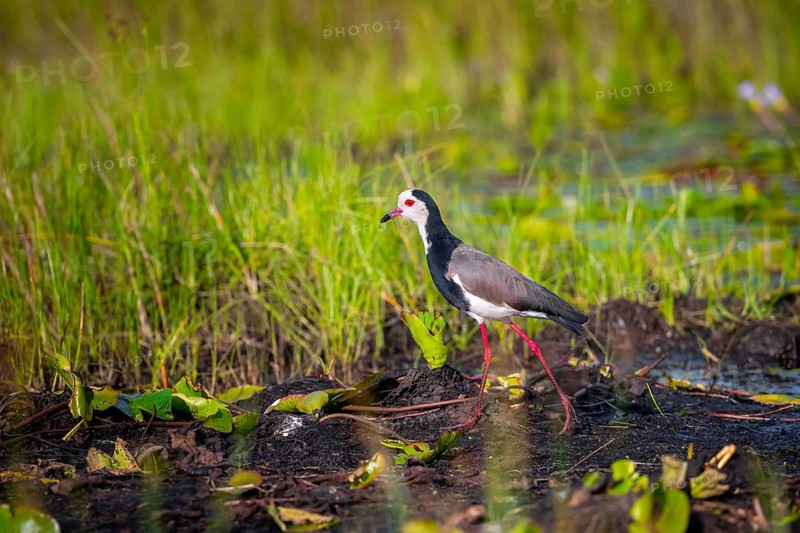 Long-toed Lapwing (Vanellus crassirostris), bird on the shore, Mabamba Swamp, Lake Victoria, Uganda