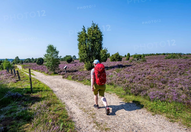 Hiker on a path through flowering heathland, heather and juniper bushes, Lüneburg Heath nature reserve, Lower Saxony, Germany
