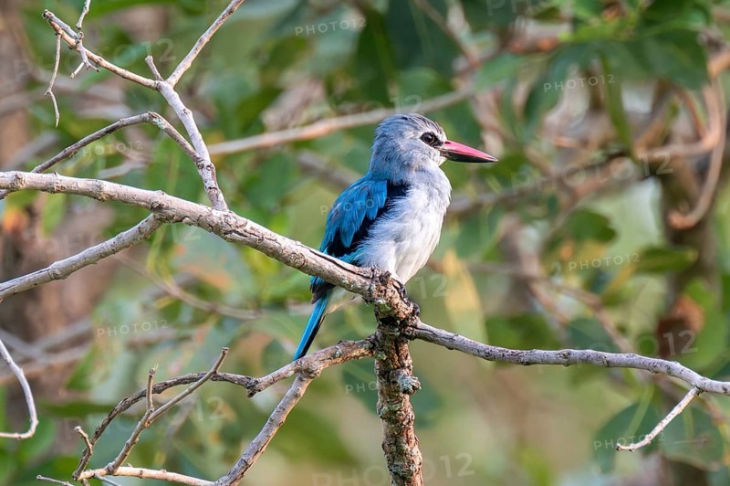 Senegal Kingfisher (Halcyon senegalensis) on a branch, Ziwa Rhino Sanctuary, Uganda