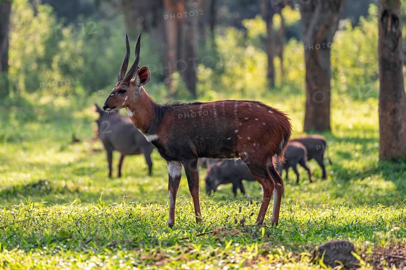 Cape bushbuck (Tragelaphus sylvaticus), Ziwa Rhino Sanctuary, Uganda
