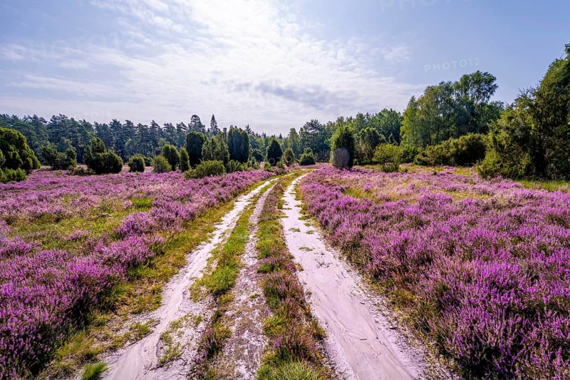 Path through purple flowering heath, heather and juniper bushes, Lüneburg Heath nature reserve, Lower Saxony, Germany