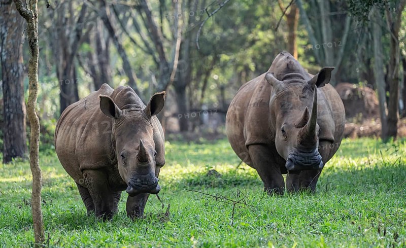 Two animals, Southern white rhinoceros (Ceratotherium simum simum), Ziwa Rhino Sanctuary, Uganda