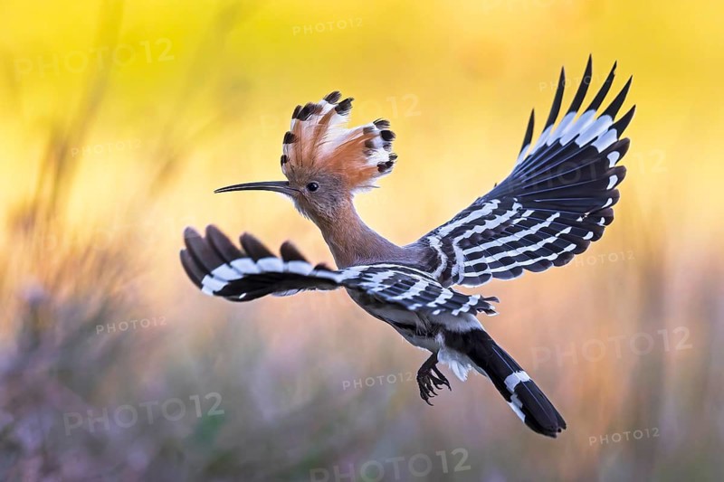 Hoopoe (Upupa epops) Bird of the Year 2022, male, female, erect canopy, sunrise, interaction, breeding cavity, approaching, nest, flying, wings spreading, approaching, wings, climate change, Middle Elbe Biosphere Reserve, Saxony-Anhalt, Germany