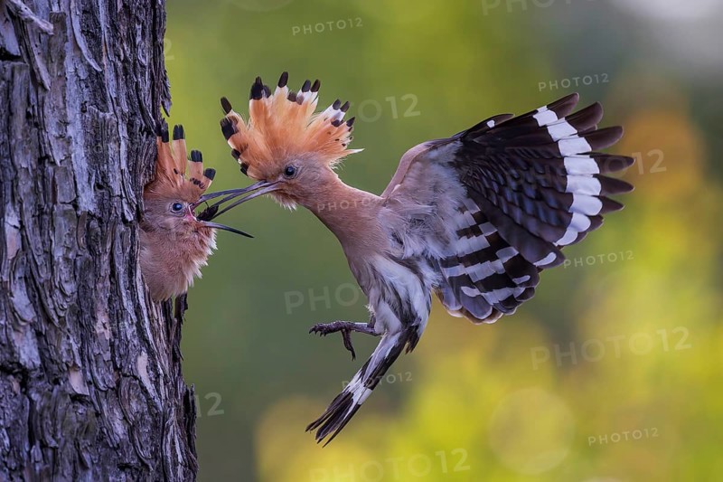 Hoopoe (Upupa epops) Bird of the Year 2022, male with food, prey, foraging, food for the young birds, erected bonnet, sunrise, interaction, breeding cave, nest, young bird begging for food, flying, on approach, wings, climate change, Middle Elbe Biosphere Reserve, Saxony-Anhalt, Germany