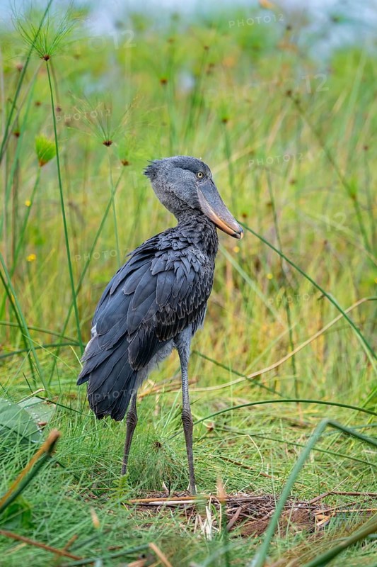 Shoebill (Balaeniceps rex), young bird standing in nest, Mabamba Swamp, Lake Victoria, Uganda