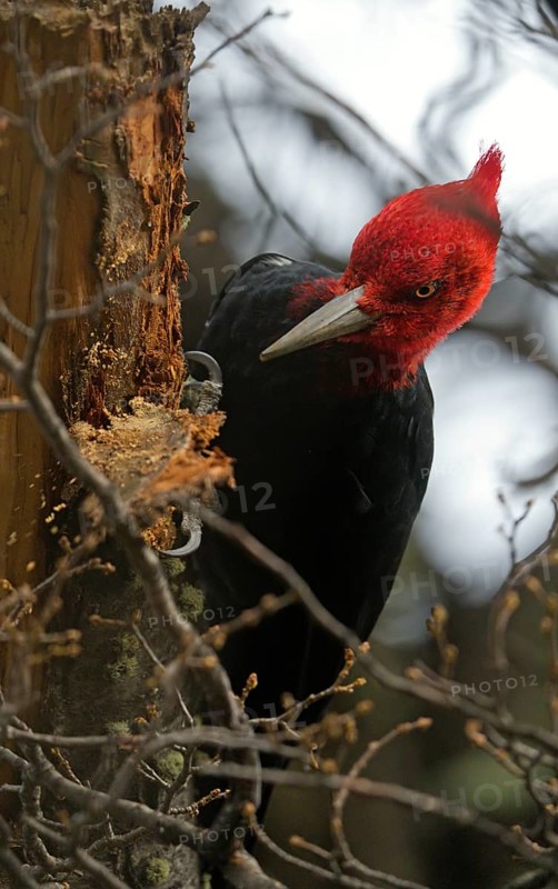 Magellanic Woodpecker (Campephilus magellanicus) male, Patagonia, South America
