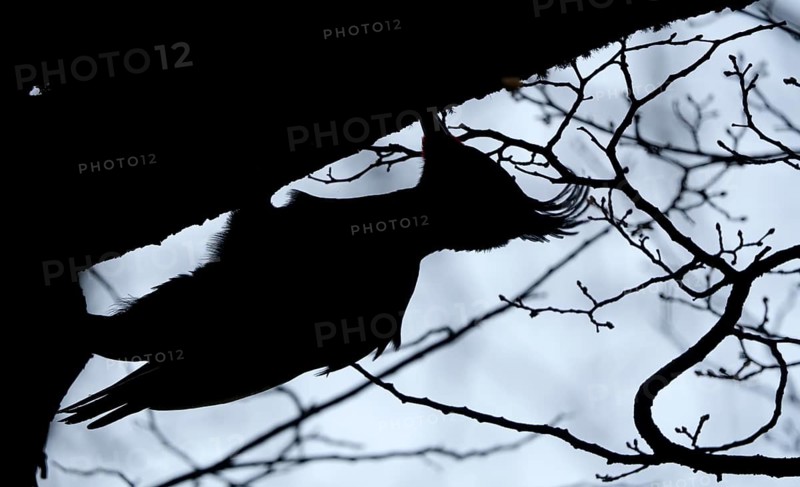 Magellanic Woodpecker (Campephilus magellanicus) male, Patagonia, South America