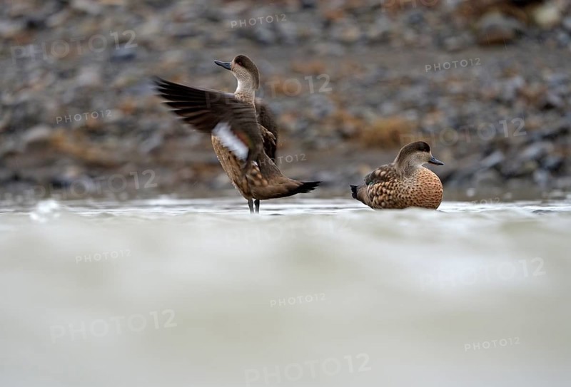 Crested Duck (Lophonetta specularioides) Torres del Paine National Park, Patagonia, Chile, South America