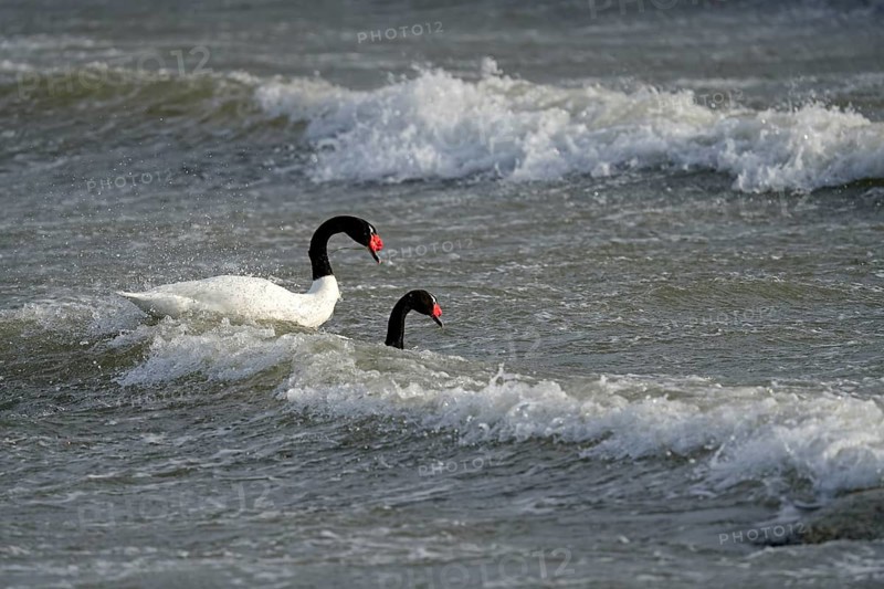 Black-necked swans (Cygnus melancoryphus), Patagonia, Chile, South America