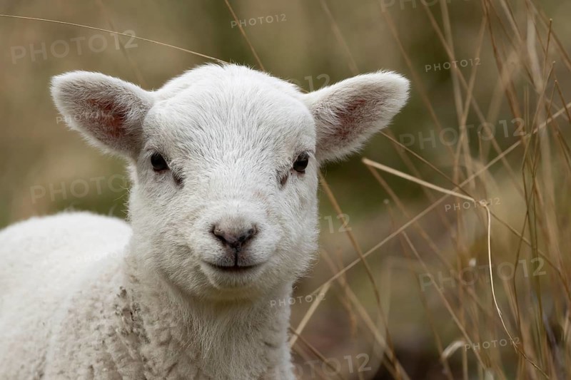 Domestic sheep (Ovis aries) juvenile baby lamb farm animal head portrait in spring, England, United Kingdom