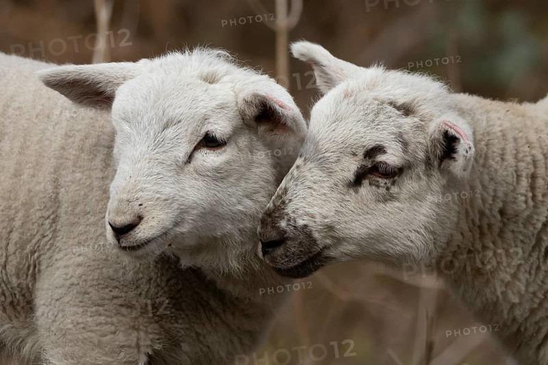 Domestic sheep (Ovis aries) two juvenile baby lambs farm animals greeting each other in spring, England, United Kingdom