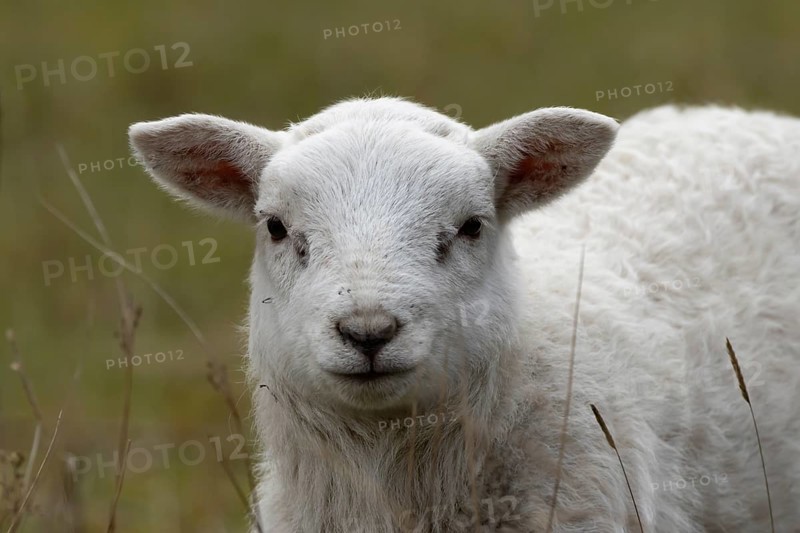Domestic sheep (Ovis aries) juvenile baby lamb farm animal in grassland in spring, England, United Kingdom