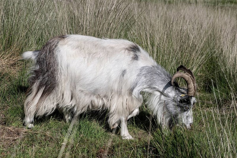 Dutch goat (Capra aegagrus hircus), Emsland, Lower Saxony, Germany