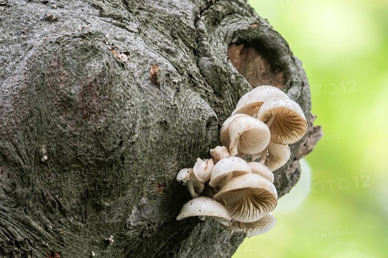 Ringed beech slime moulds (Oudemansiella mucida), Emsland, Lower Saxony, Germany