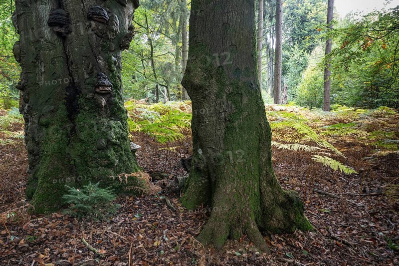 Old copper beech (Fagus sylvatica) and bracken fern (Pteridium aquifolium) infested with tinder fungus (Fomes fomentarius), Emsland, Lower Saxony, Germany