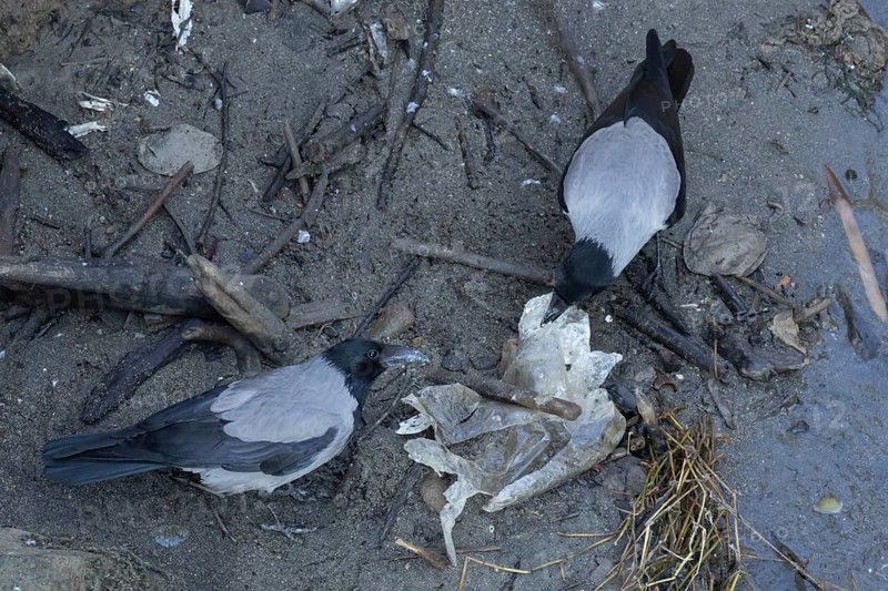 Hooded crow (Corvus cornix) two adult birds feeding on litter by a river, Rome, Italy