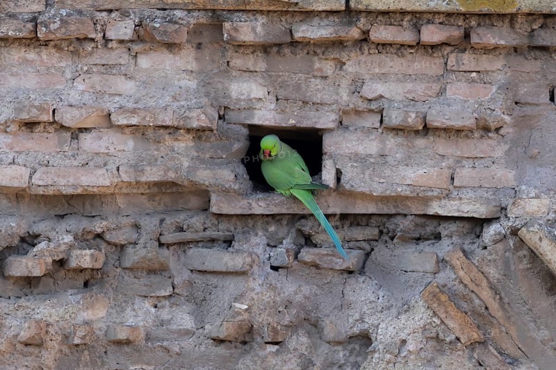 Ring-necked or Rose-ringed parakeet (Psittacula krameri) adult bird sitting in a hole in an ancient city building, Rome, Italy