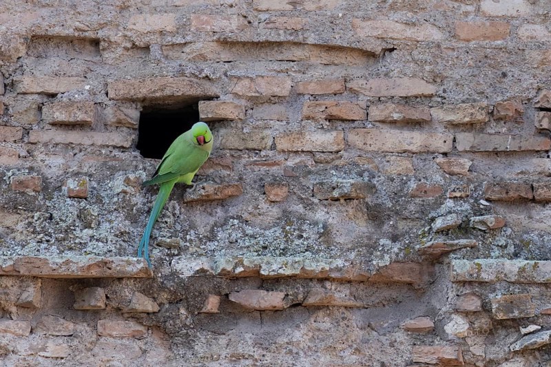 Ring-necked or Rose-ringed parakeet (Psittacula krameri) adult bird sitting by a hole in an ancient city building, Rome, Italy