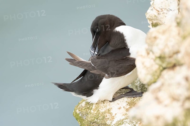 Razorbill (Alca torda) adult sea bird resting on a cliff ledge, England, United Kingdom
