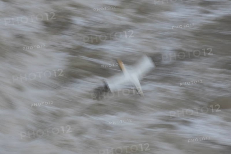 Northern gannet (Morus bassanus) adult sea bird flying - slow motion blur image, England, United Kingdom