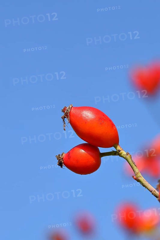 Ripe rosehip fruit of the dog rose (Rosa canina) on a branch, in front of a blue sky, Wilnsdorf, North Rhine-Westphalia, Germany