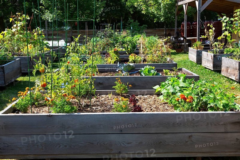 Mixed fruit, herbs and vegetable plants growing in raised wood frame garden beds in community vegetable garden in summer, Quebec, Canada