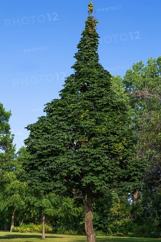 Acer platanoides 'Columnare' - Norway Maple tree in summer, Quebec, Canada