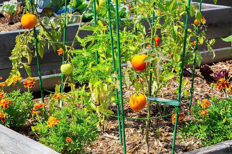 Lycopersicon esculentum - Tomato plants growing in raised wood frame garden bed in community vegetable garden in summer, Quebec, Canada