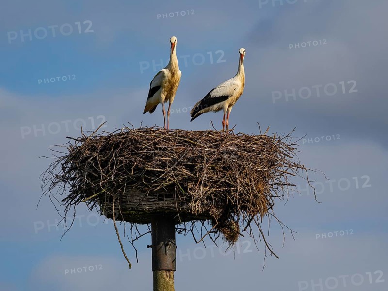 A pair of white storks on their nest, Mecklenburg-Western Pomerania, Germany