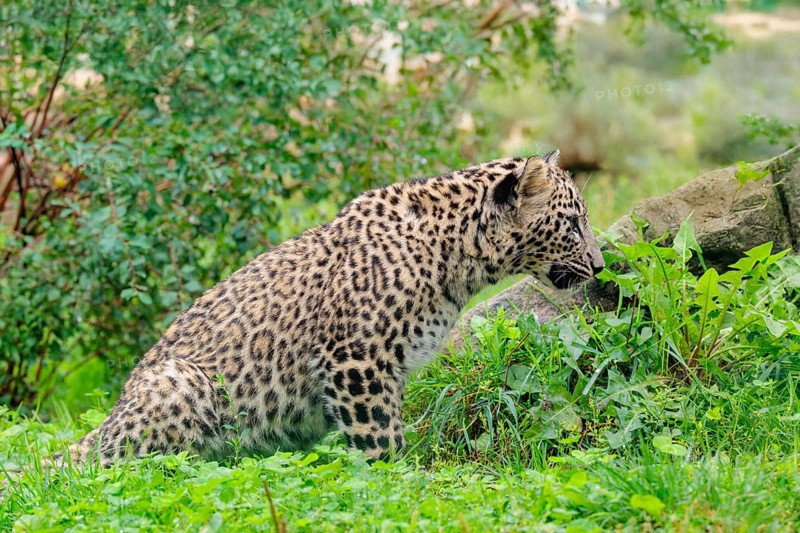A Persian leopard cub (Panthera pardus saxicolor) sits at the edge of the forest and watches something. NE and centralIran, Asia