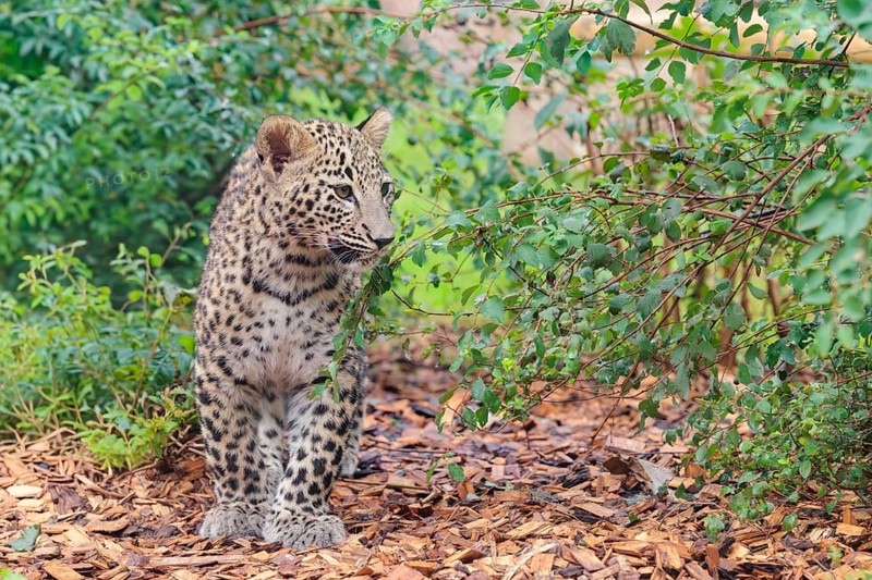 A Persian leopard cub (Panthera pardus saxicolor) stands at the edge of the forest and watches something. NE and centralIran, Asia